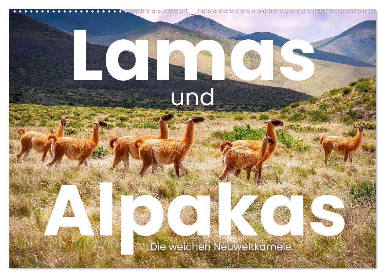 Cover: 9783435003068 | Lamas und Alpakas - Die weichen Neuweltkamele. (Wandkalender 2025...