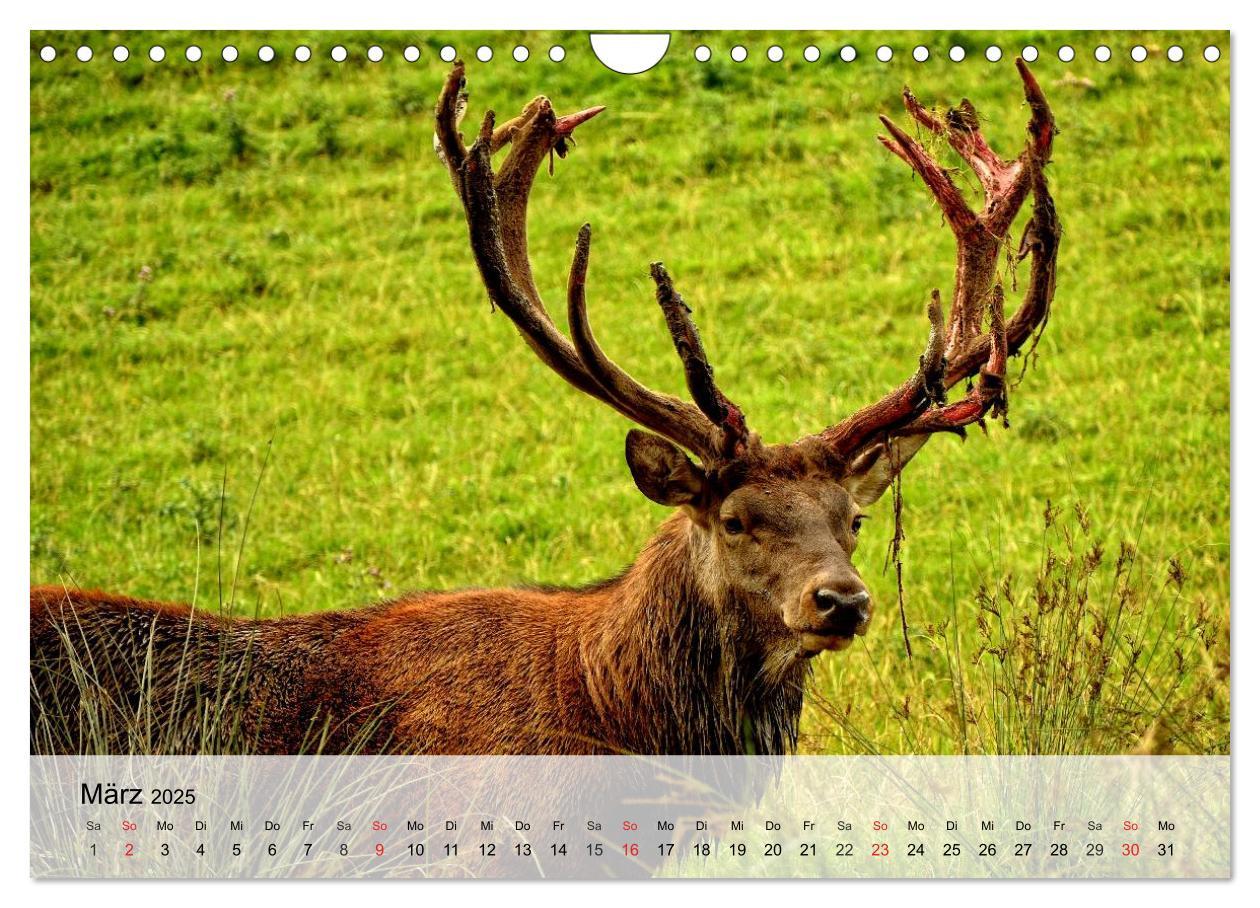 Bild: 9783435516292 | Rotwild. Edle Hirsche, stolze Kühe (Wandkalender 2025 DIN A4 quer),...