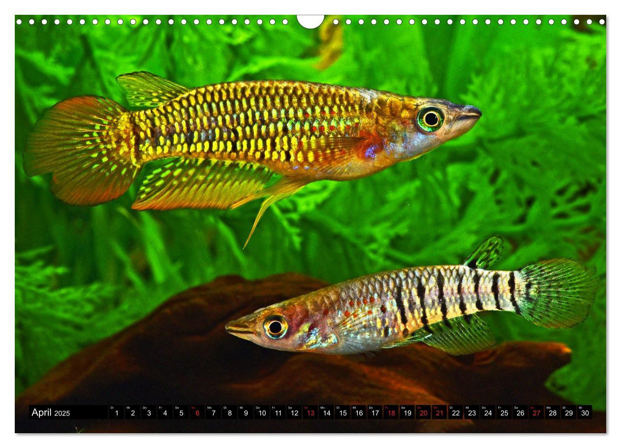 Bild: 9783435521715 | Bunte Fische der Welt - Killifische (Wandkalender 2025 DIN A3...