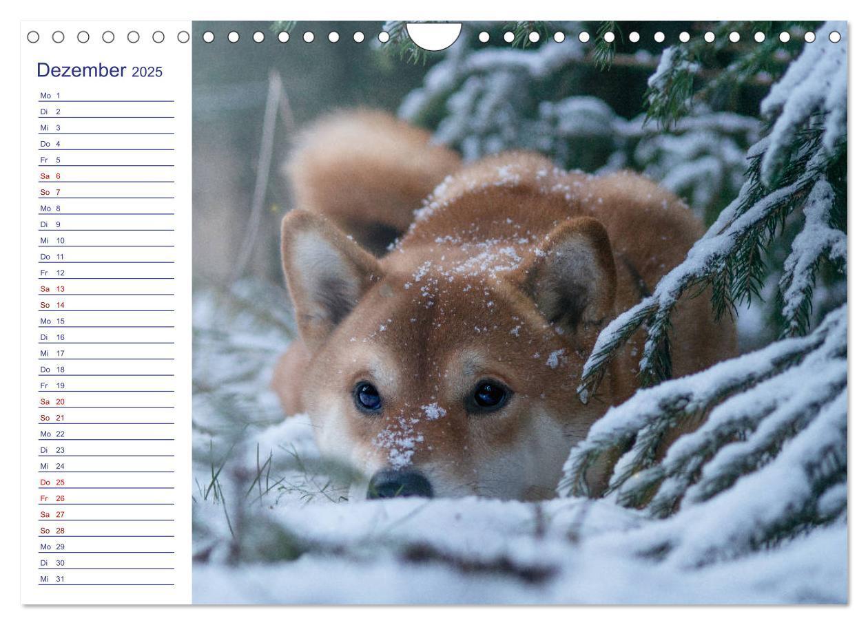 Bild: 9783435102235 | Japans Seelenhunde (Wandkalender 2025 DIN A4 quer), CALVENDO...