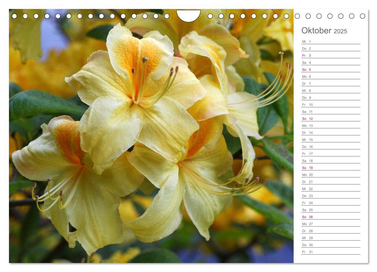 Bild: 9783435492091 | Rhododendron Schönheiten im Garten (Wandkalender 2025 DIN A4 quer),...