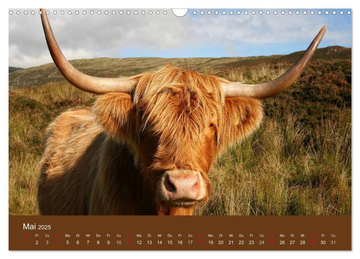 Bild: 9783435642625 | Schottische Hochlandrinder - Highland Cattle (Wandkalender 2025 DIN...