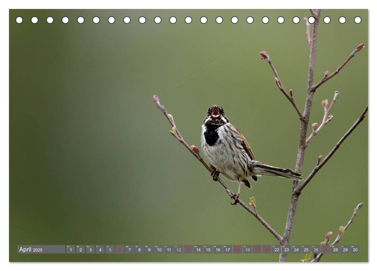 Bild: 9783435824953 | INNE BOTANIK - Vögel im Ruhrpott (Tischkalender 2025 DIN A5 quer),...