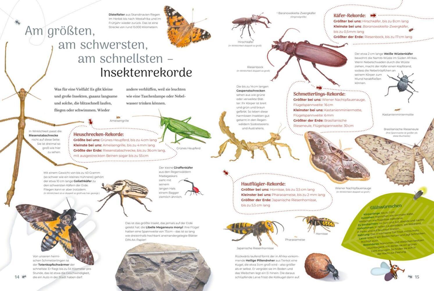 Bild: 9783551252579 | Insekten - Wissen und allerlei Drumherum | Bärbel Oftring | Buch