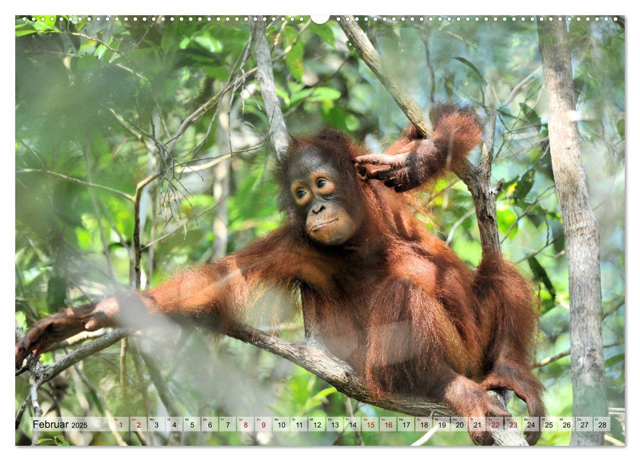 Bild: 9783435227280 | Orang Utans: Zu Besuch im Regenwald (Wandkalender 2025 DIN A2...