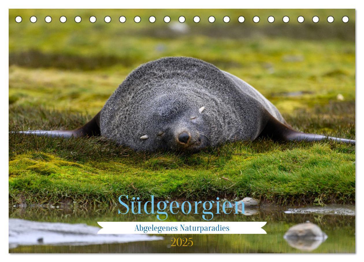 Cover: 9783383844324 | Südgeorgien - Abgelegenes Naturparadies (Tischkalender 2025 DIN A5...