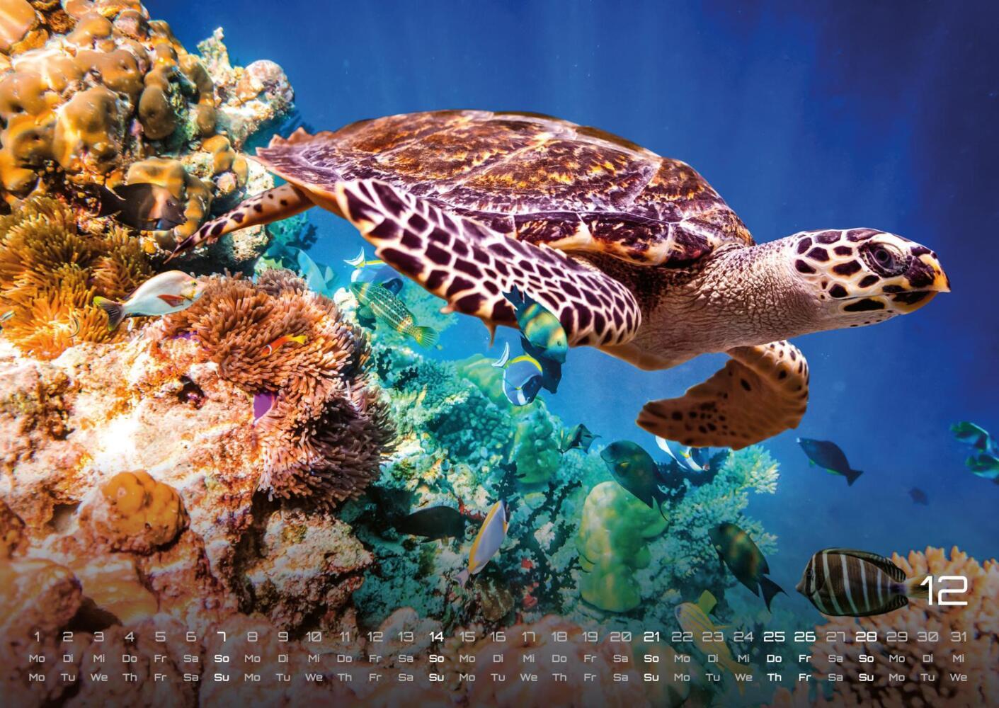 Bild: 9783986734299 | Sealife - verborgene Tiefen - 2025 - Kalender DIN A2 | GP-Fever.de