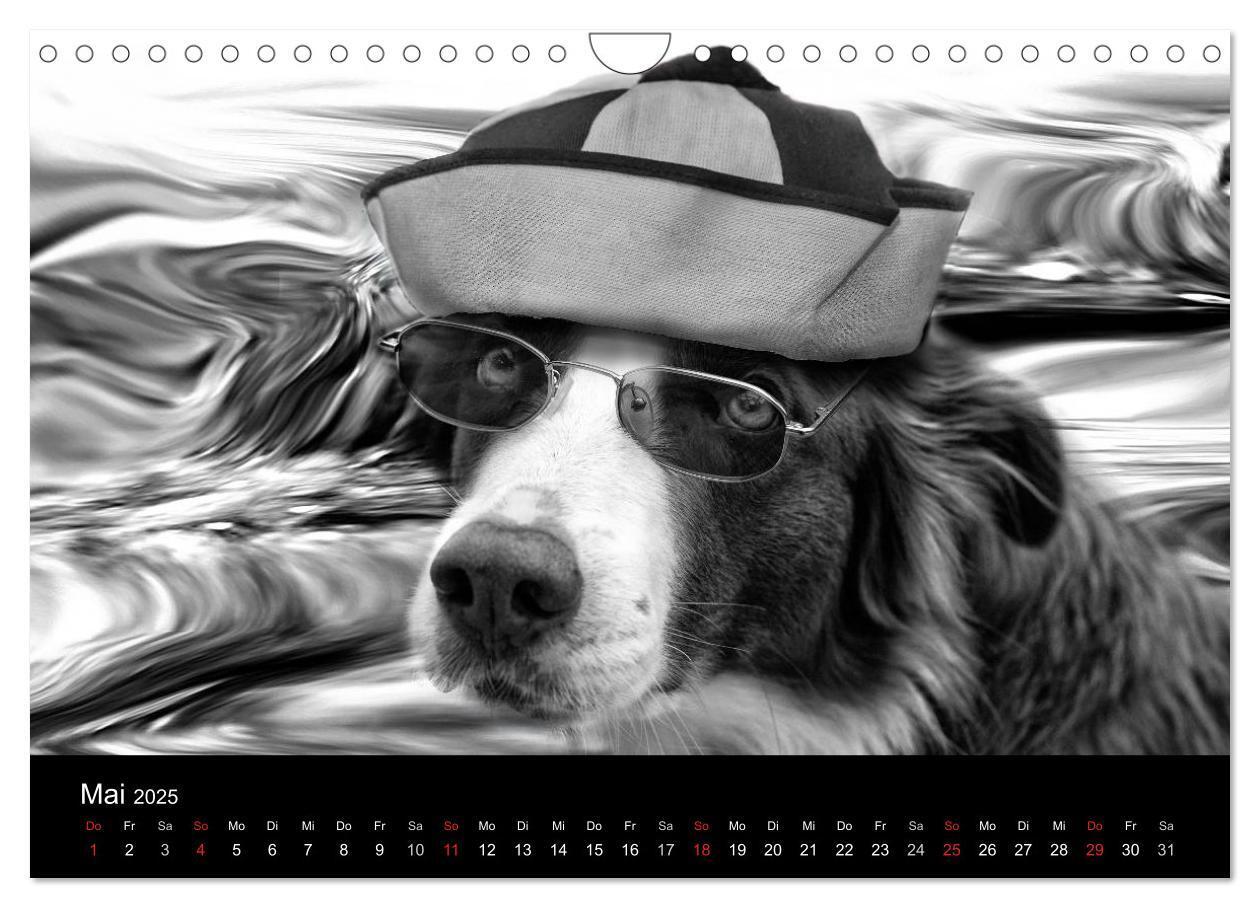 Bild: 9783435781522 | Hütehunde (Wandkalender 2025 DIN A4 quer), CALVENDO Monatskalender