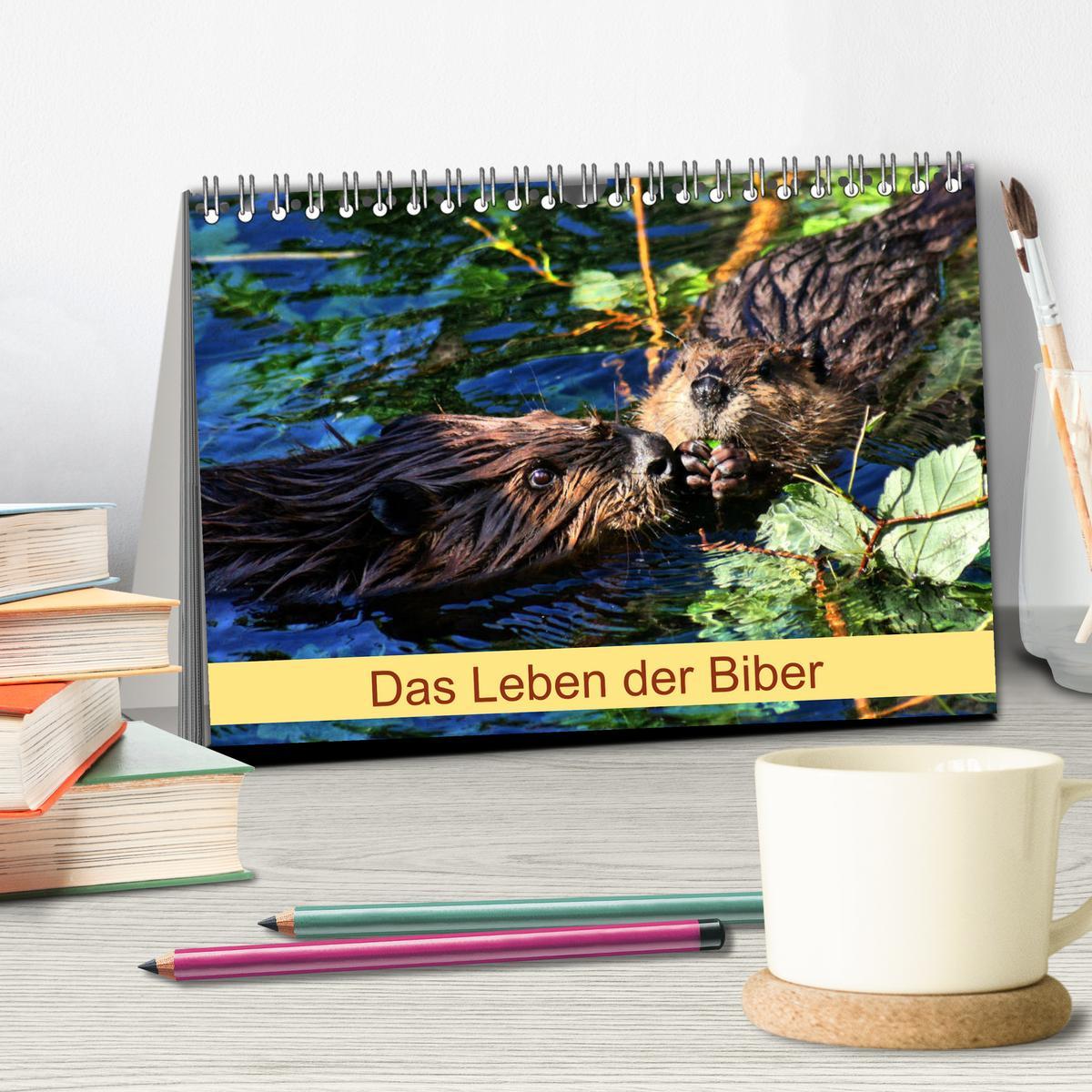 Bild: 9783435415472 | Das Leben der Biber (Tischkalender 2025 DIN A5 quer), CALVENDO...