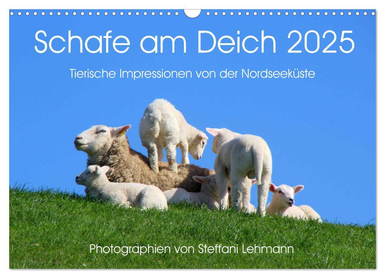 Cover: 9783435650545 | Schafe am Deich 2025. Tierische Impressionen von der Nordseeküste...