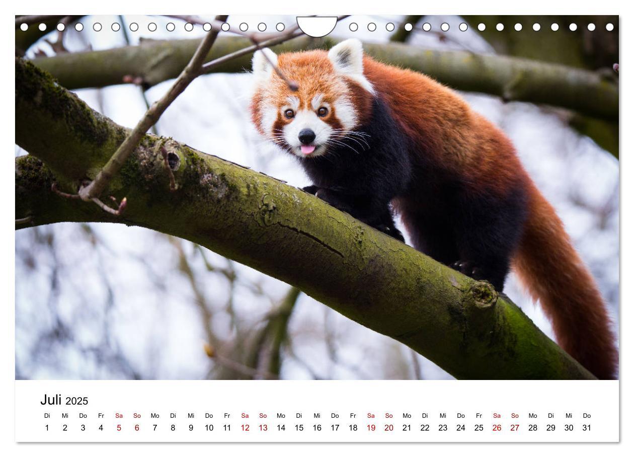 Bild: 9783435330706 | Rote Pandas - geschickte Kletterer (Wandkalender 2025 DIN A4 quer),...