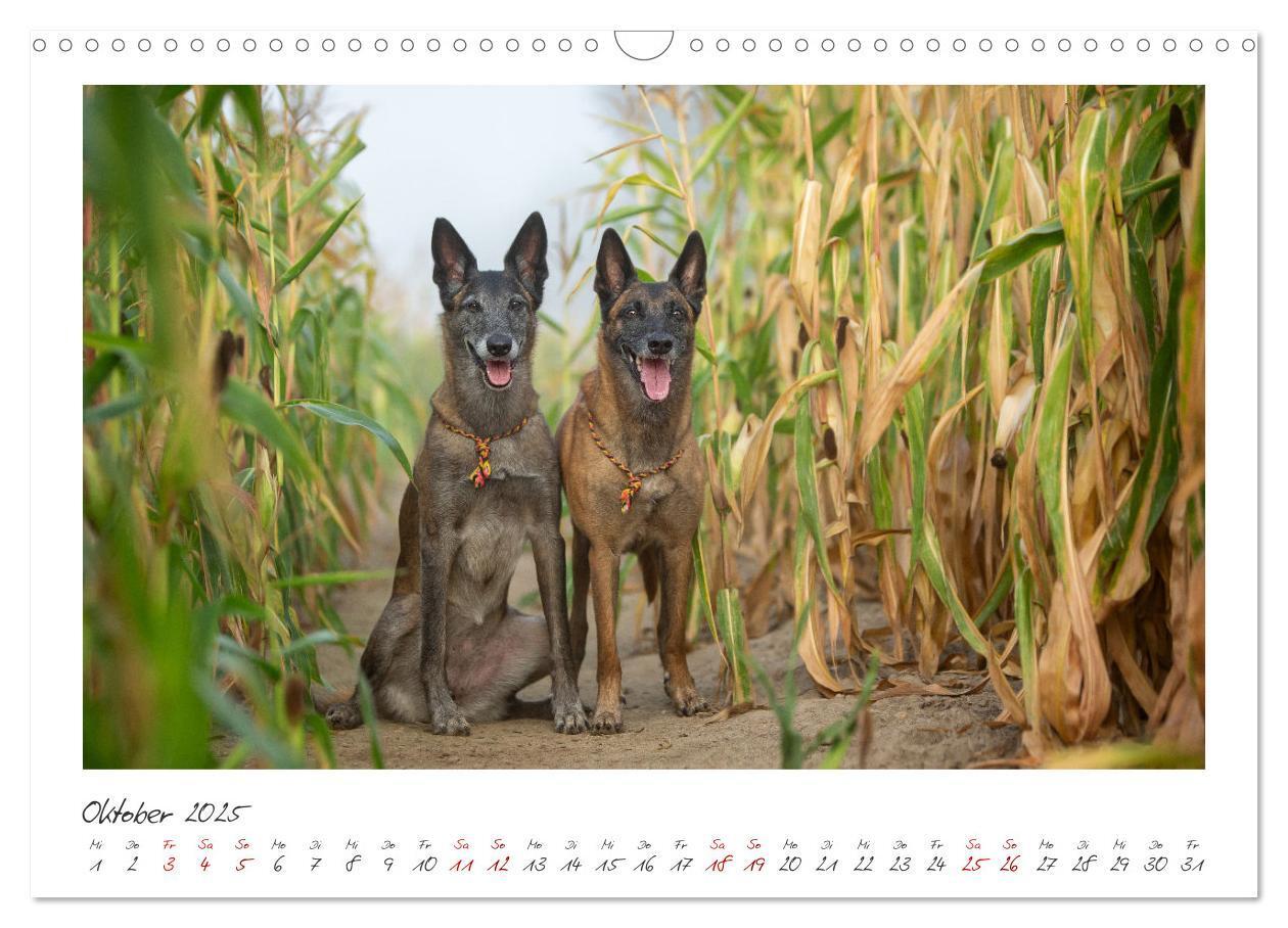 Bild: 9783383798436 | Mit dem Malinois durch das Jahr (Wandkalender 2025 DIN A3 quer),...