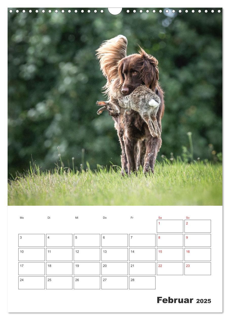 Bild: 9783457163399 | Geboren um zu Jagen. Der kleine Münsterländer (Wandkalender 2025...