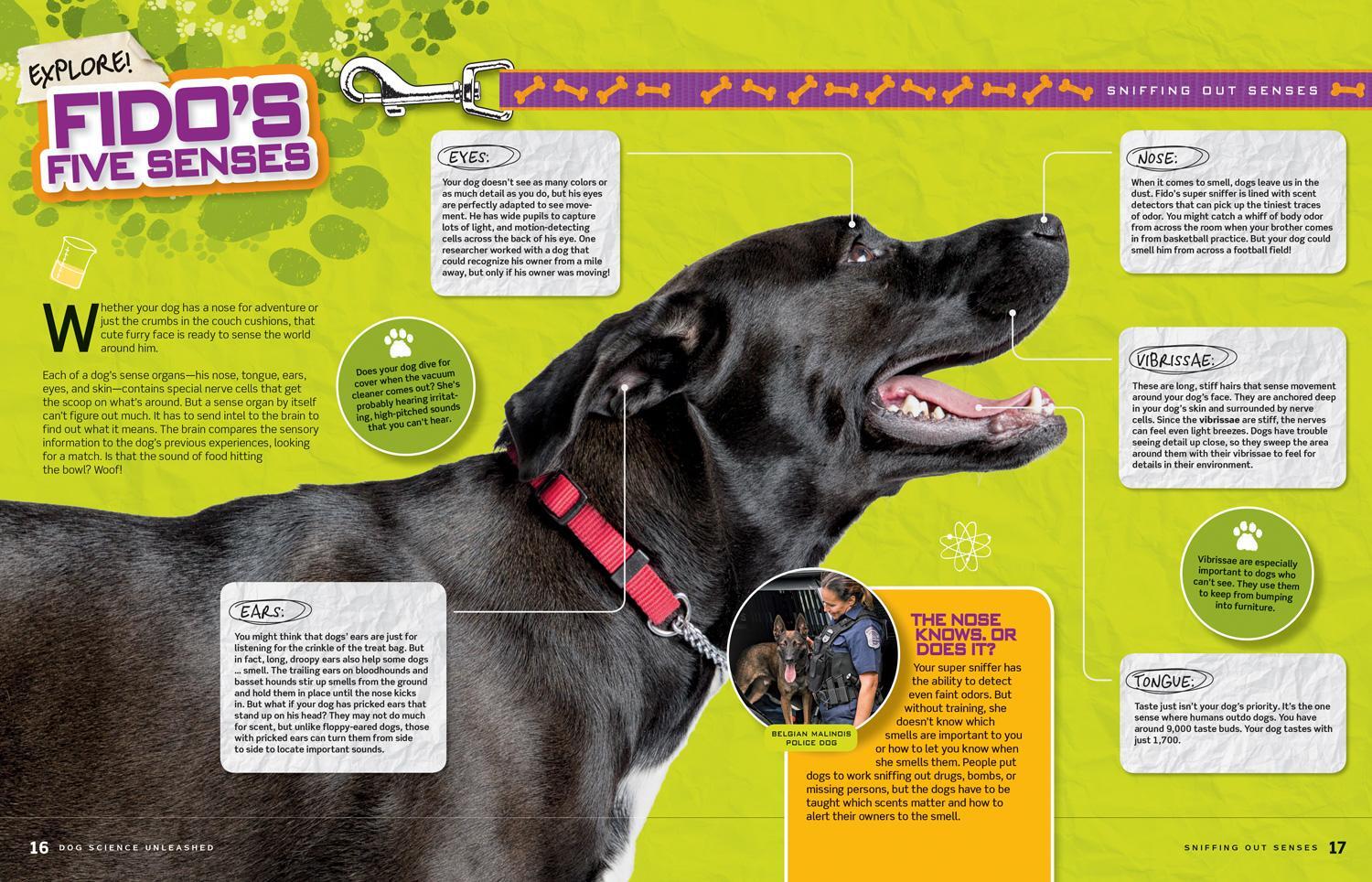 Bild: 9781426331534 | Dog Science Unleashed | National Geographic Kids (u. a.) | Taschenbuch