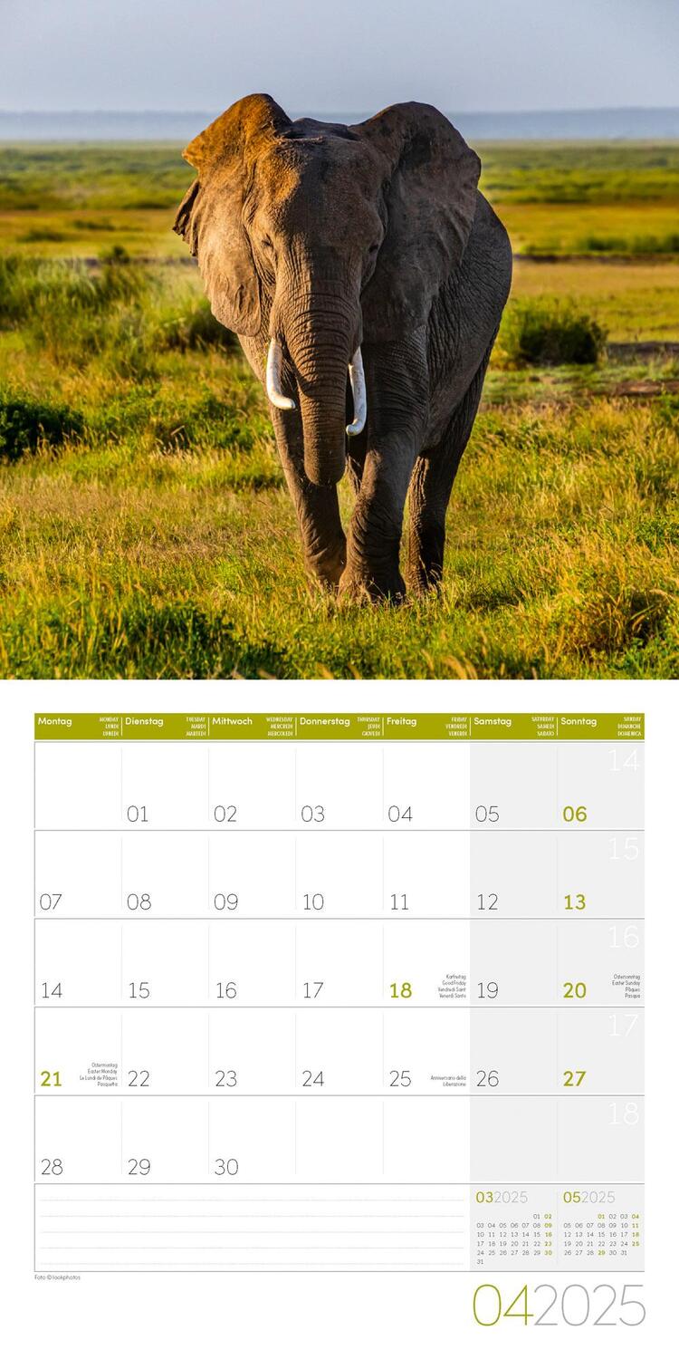 Bild: 9783838445281 | Elefanten Kalender 2025 - 30x30 | Ackermann Kunstverlag | Kalender