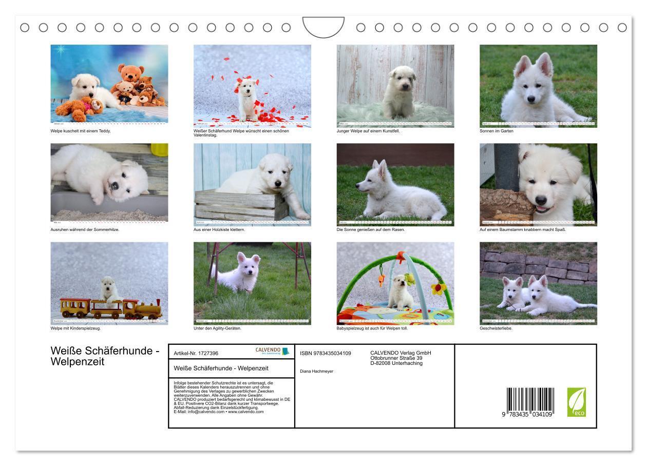 Bild: 9783435034109 | Weiße Schäferhunde - Welpenzeit (Wandkalender 2025 DIN A4 quer),...