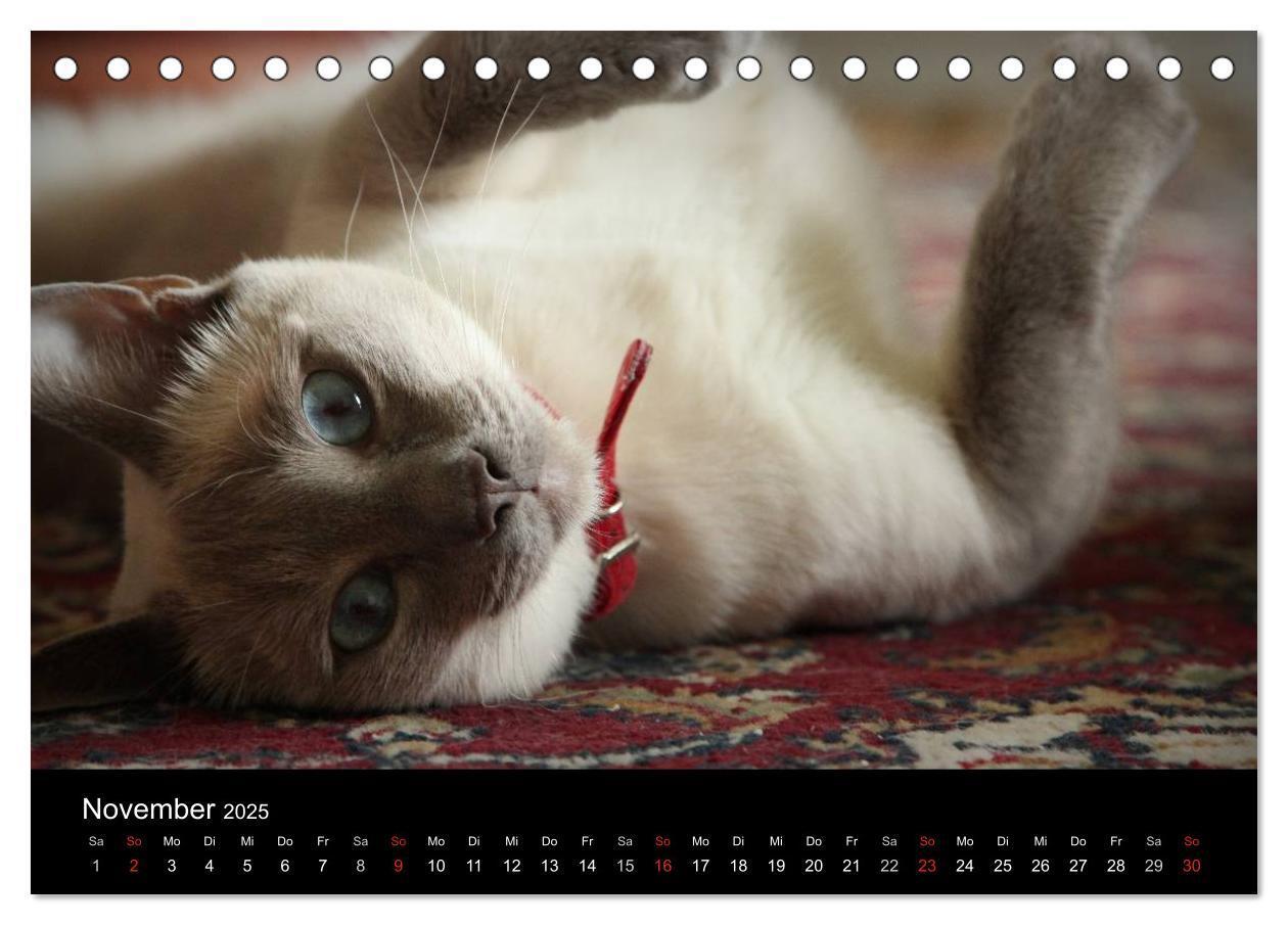 Bild: 9783435519729 | Haustiger - Ein Katzenkalender (Tischkalender 2025 DIN A5 quer),...