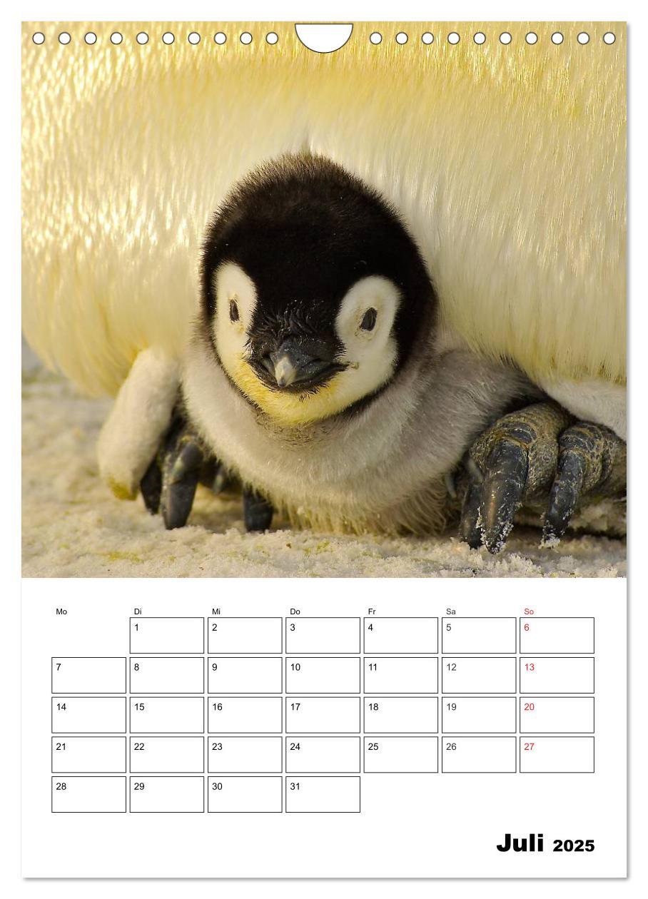 Bild: 9783457035726 | Pinguine. Familienglück im Eis (Wandkalender 2025 DIN A4 hoch),...