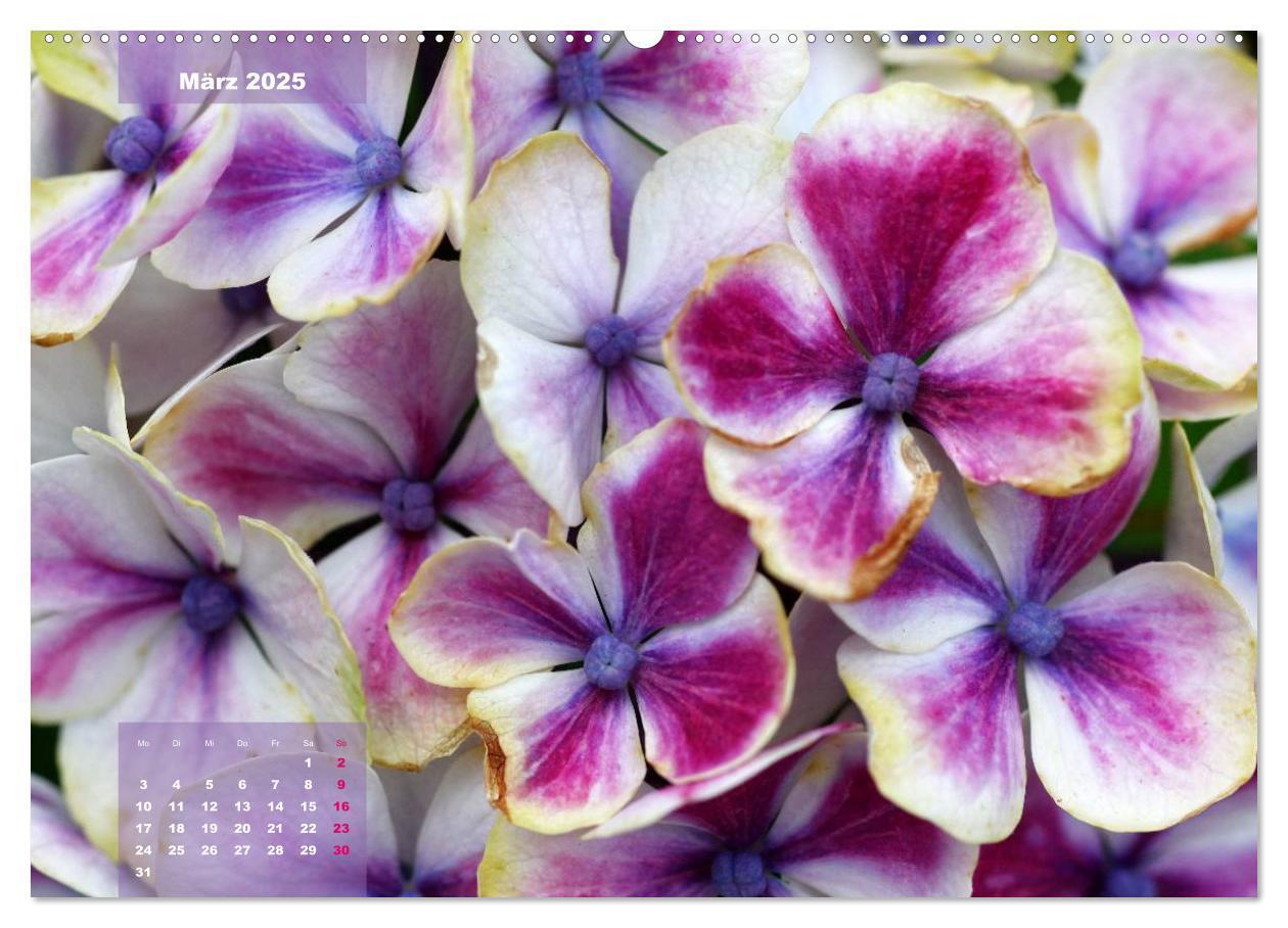 Bild: 9783435650651 | Himmlische Hortensien (Wandkalender 2025 DIN A2 quer), CALVENDO...