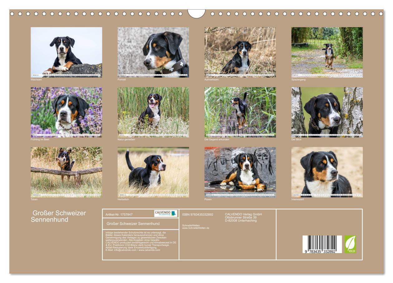 Bild: 9783435332892 | Großer Schweizer Sennenhund (Wandkalender 2025 DIN A3 quer),...