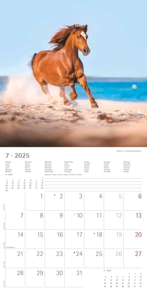 Bild: 4251732343040 | Alpha Edition - Ponys 2025 Broschürenkalender, 30x30cm,...