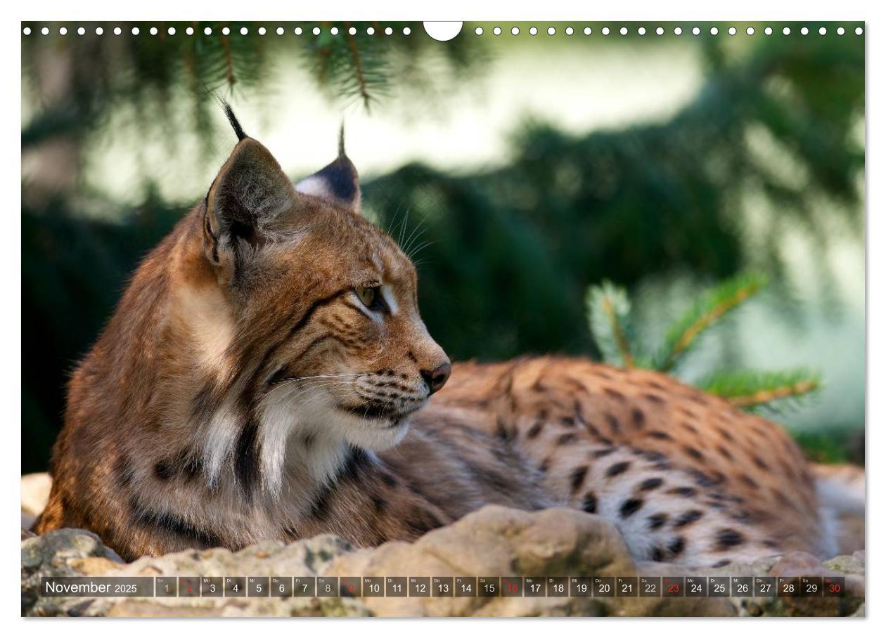 Bild: 9783435689576 | Der Luchs - Dem Pinselohr auf der Spur (Wandkalender 2025 DIN A3...