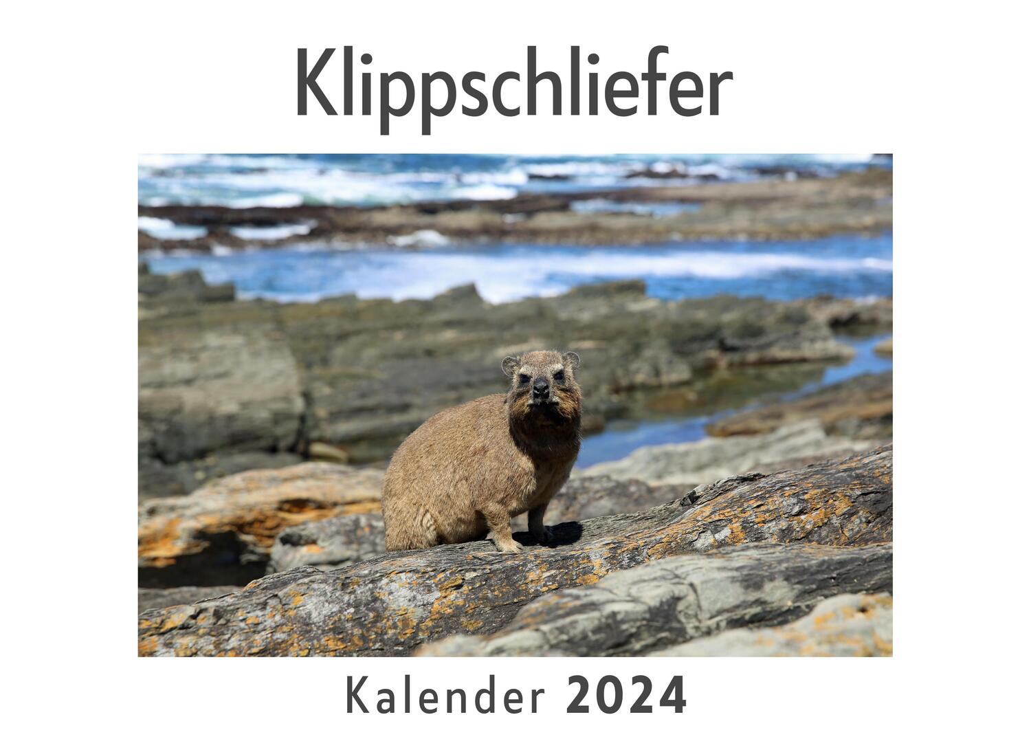 Cover: 9783750555273 | Klippschliefer (Wandkalender 2024, Kalender DIN A4 quer,...