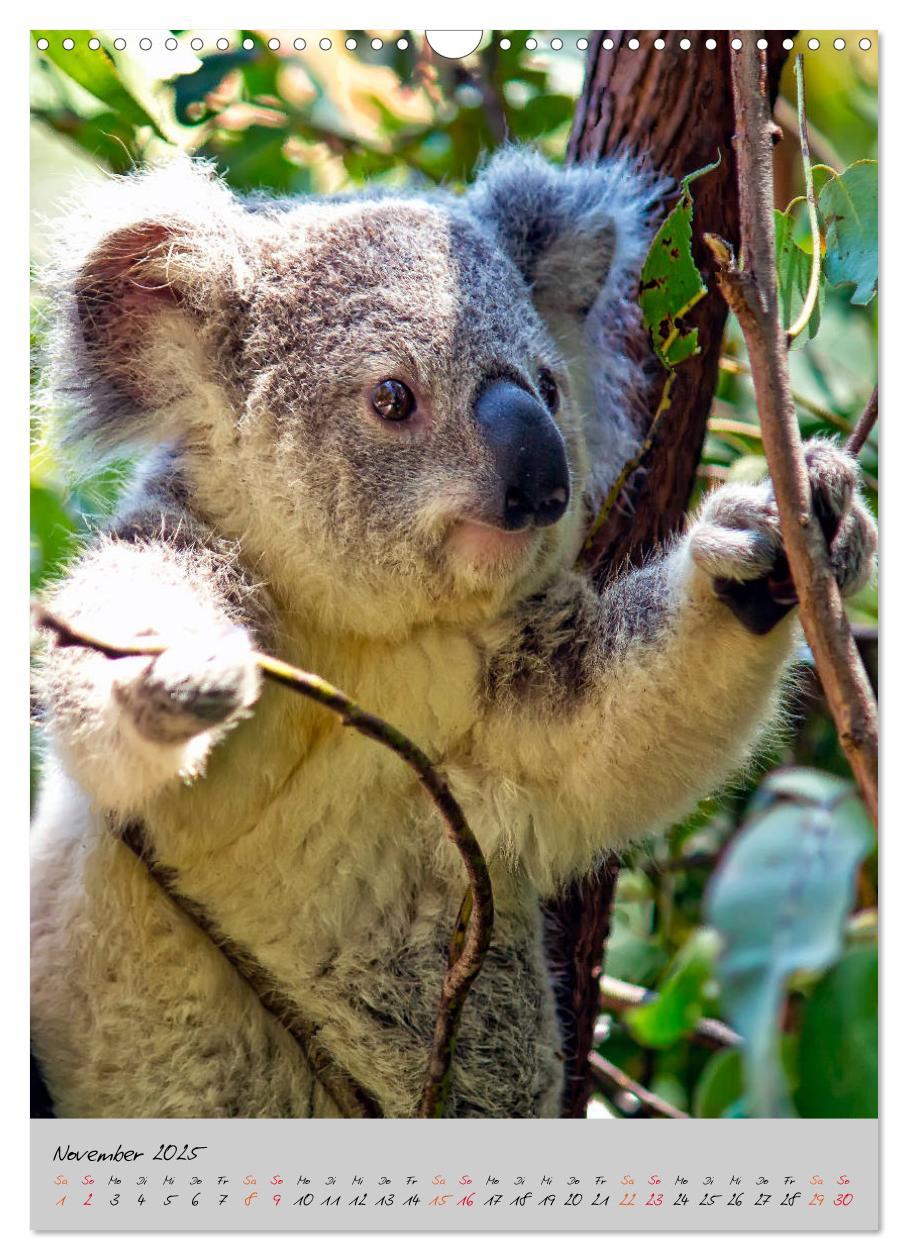 Bild: 9783435950249 | Koala, kleiner Bär (Wandkalender 2025 DIN A3 hoch), CALVENDO...