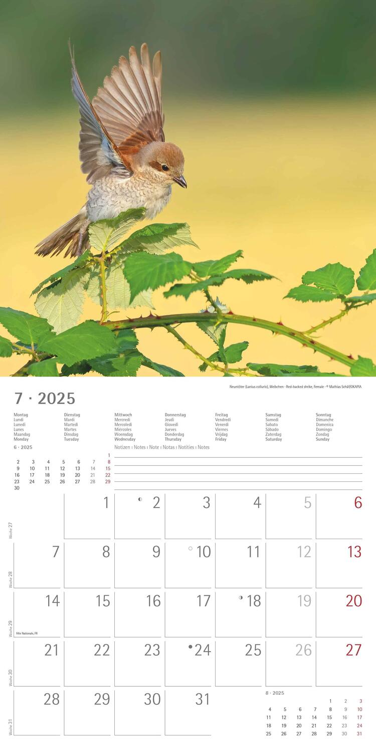Bild: 4251732340728 | Vögel 2025 - Broschürenkalender 30x30 cm (30x60 geöffnet) -...