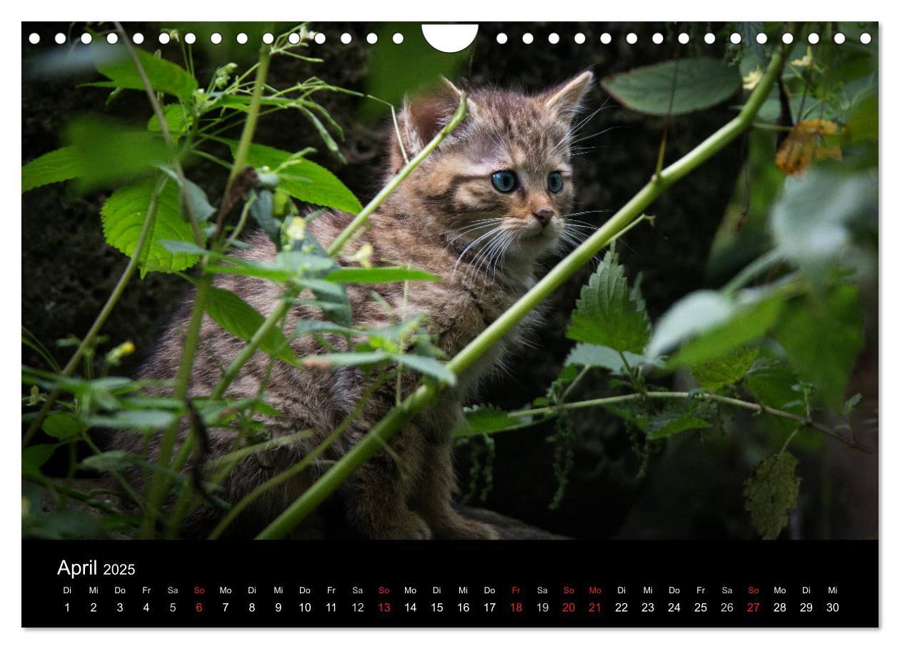 Bild: 9783435391615 | Wildkatzen - scheue Samtpfoten (Wandkalender 2025 DIN A4 quer),...