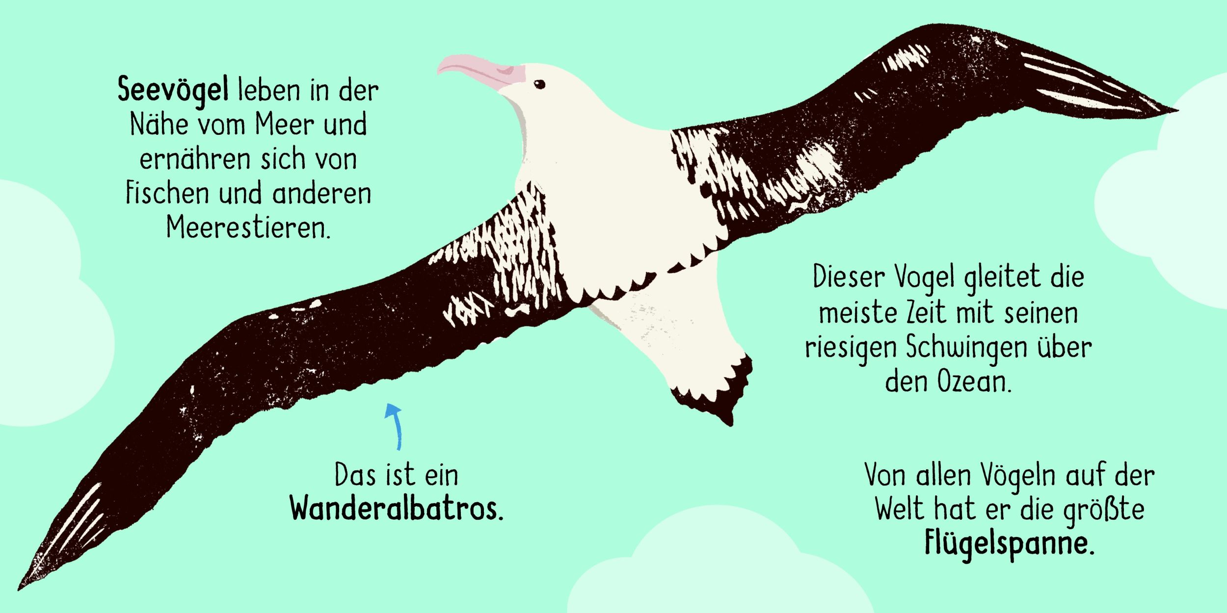 Bild: 9783411708475 | 50 Wörter über die Natur - Vögel | Tara/Powell, Debbie Pegley-Stanger