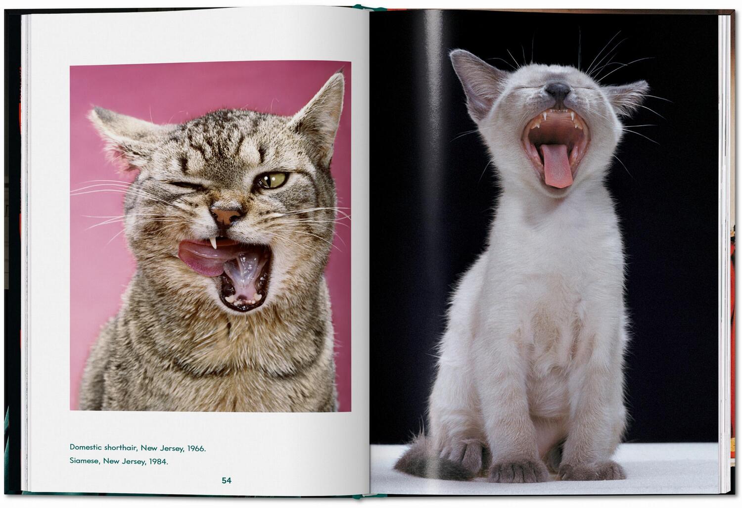 Bild: 9783836595315 | Walter Chandoha. Cats. Photographs 1942-2018 | Buch | 192 S. | 2023