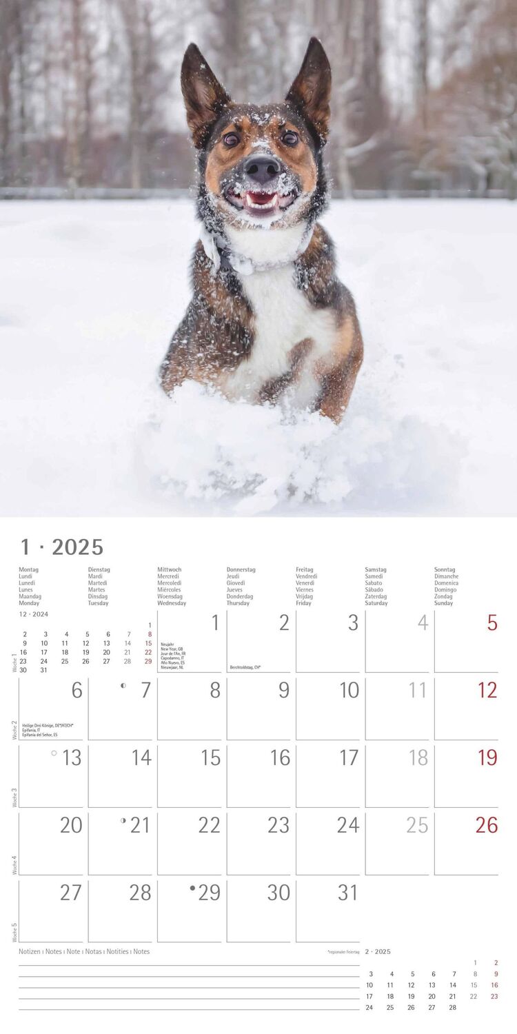 Bild: 4251732340810 | Funny Dogs 2025 - Broschürenkalender 30x30 cm (30x60 geöffnet) -...