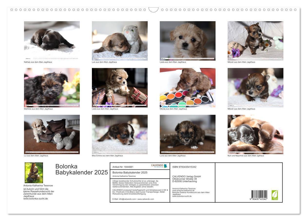 Bild: 9783435415342 | Bolonka Babykalender 2025 (Wandkalender 2025 DIN A2 quer), CALVENDO...