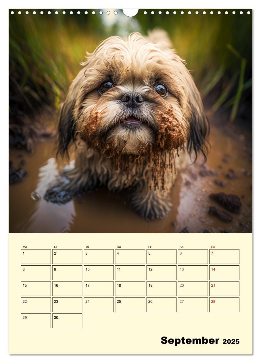 Bild: 9783435873623 | Shih Tzu Alarm. Glückliche Wuschelköpfe (Wandkalender 2025 DIN A3...