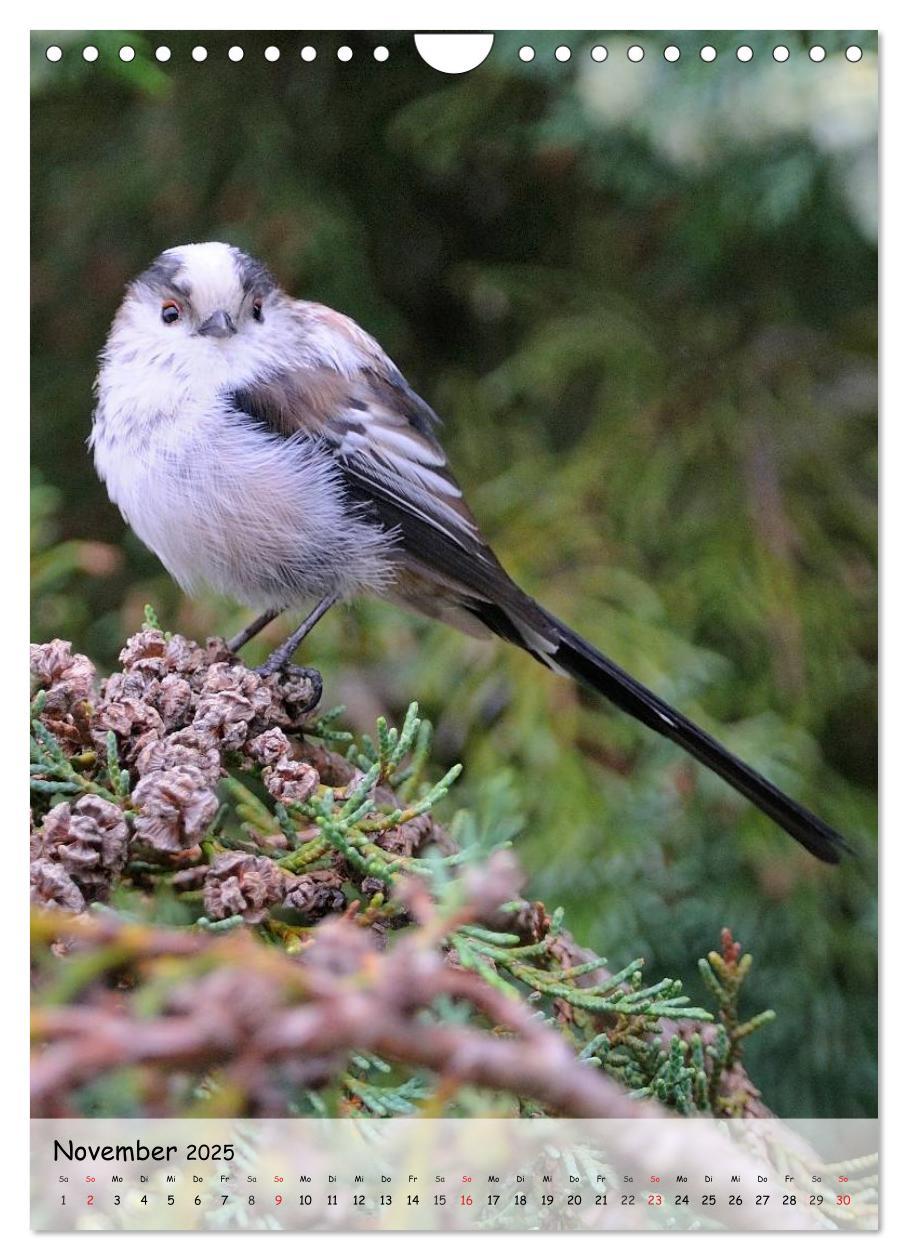 Bild: 9783457043684 | Vögel im heimischen Garten (Wandkalender 2025 DIN A4 hoch),...