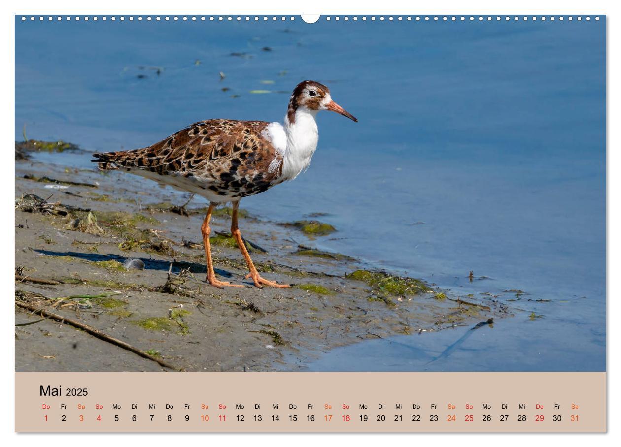 Bild: 9783435118182 | Limikolen - Watvögel am norddeutschen Wattenmeer (Wandkalender 2025...