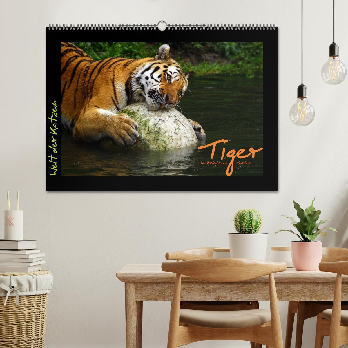 Bild: 9783435774920 | Welt der Katzen - Tiger (Wandkalender 2025 DIN A2 quer), CALVENDO...