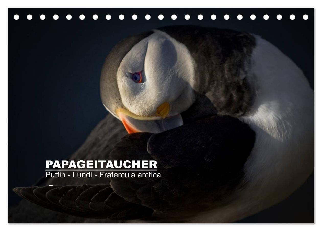 Cover: 9783383358951 | Papageitaucher: Puffin - Lundi - Fratercula arctica (Tischkalender...