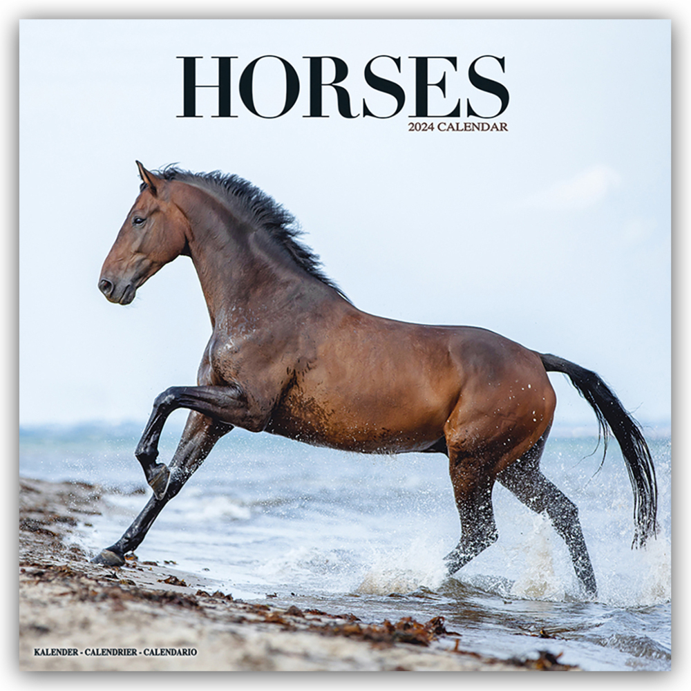 Cover: 9781804601440 | Horses - Pferde 2024 - 16-Monatskalender | Avonside Publishing Ltd
