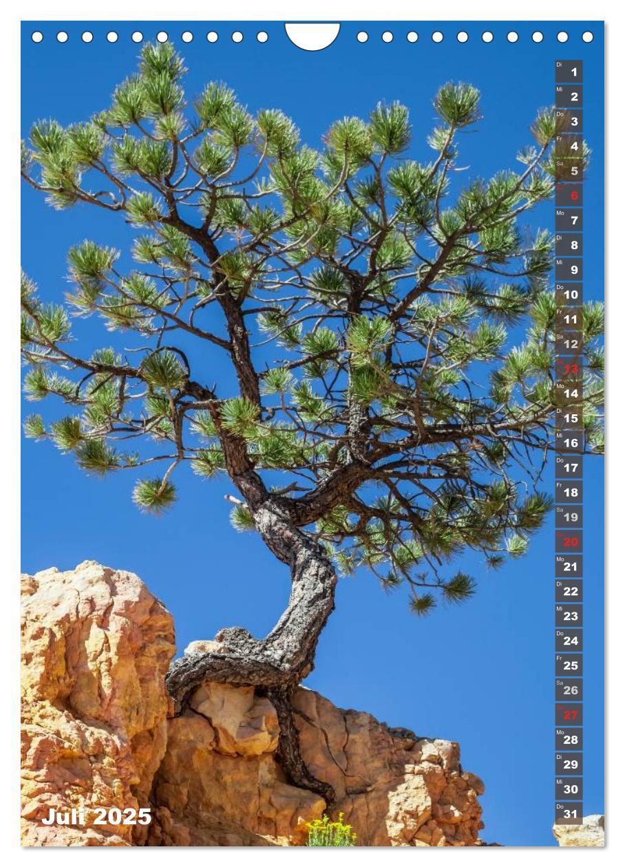 Bild: 9783435973507 | BRYCE CANYON Natur Pur (Wandkalender 2025 DIN A4 hoch), CALVENDO...