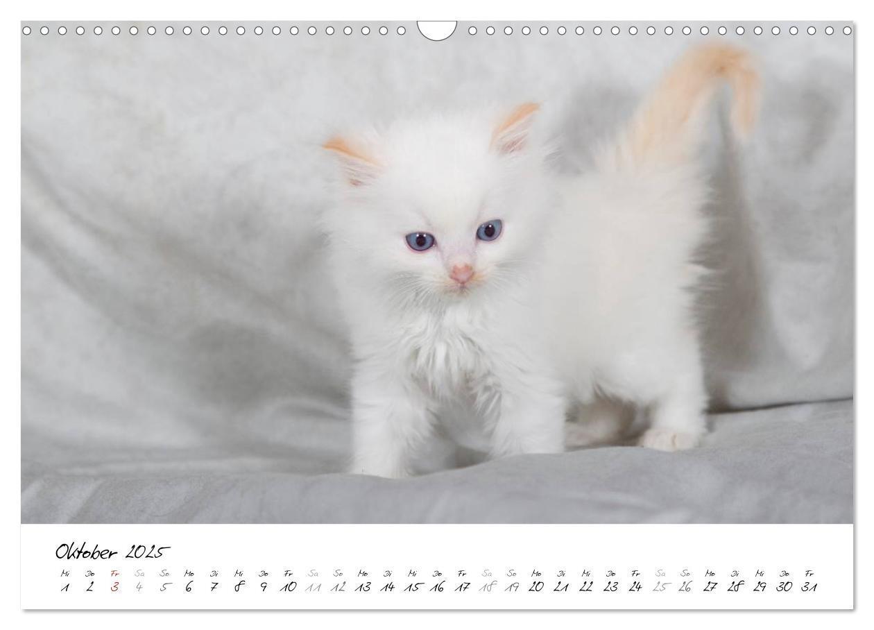 Bild: 9783435756094 | Ragdoll Kitten (Wandkalender 2025 DIN A3 quer), CALVENDO...