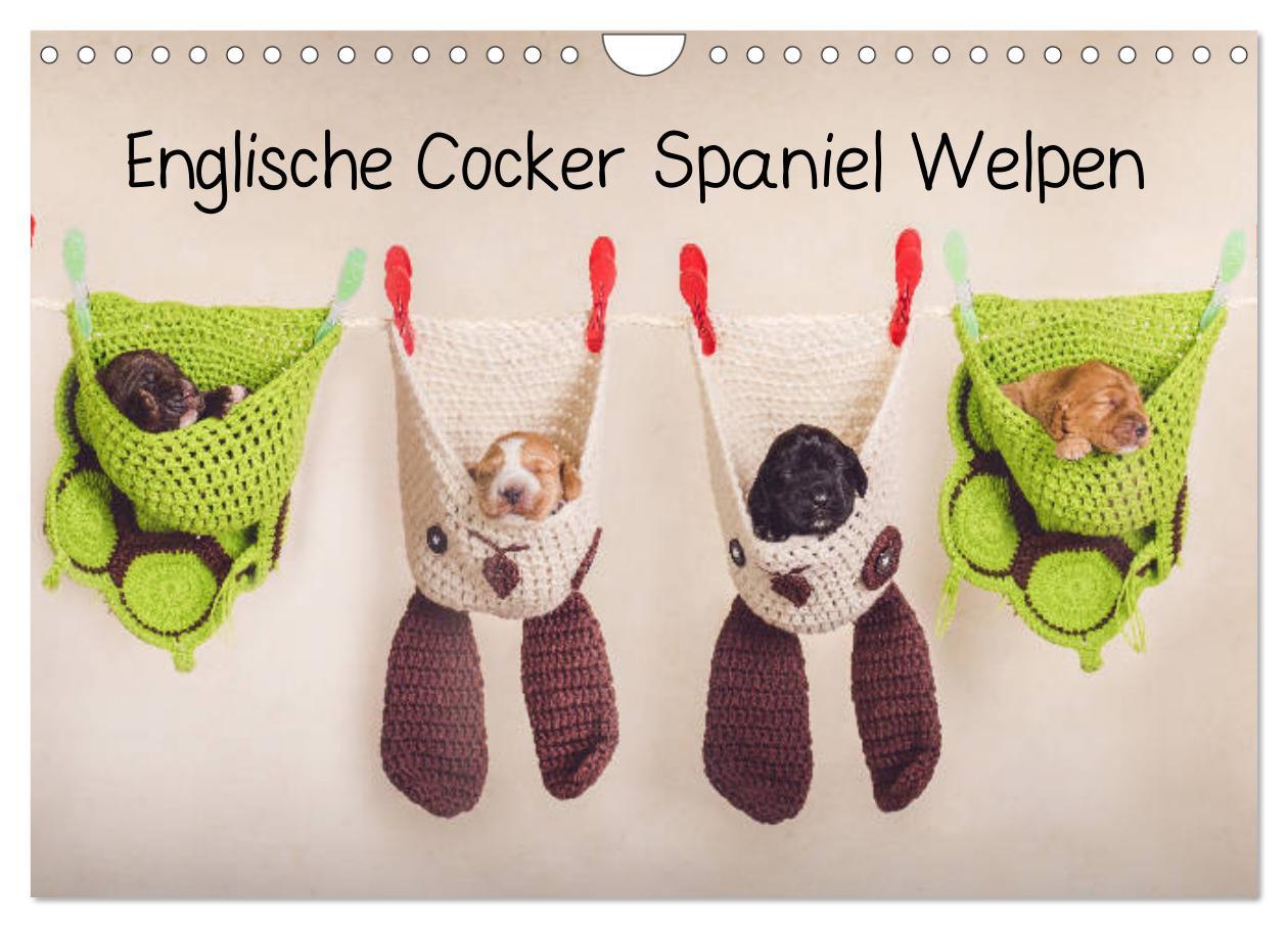 Cover: 9783435330980 | Englische Cocker Spaniel Welpen (Wandkalender 2025 DIN A4 quer),...