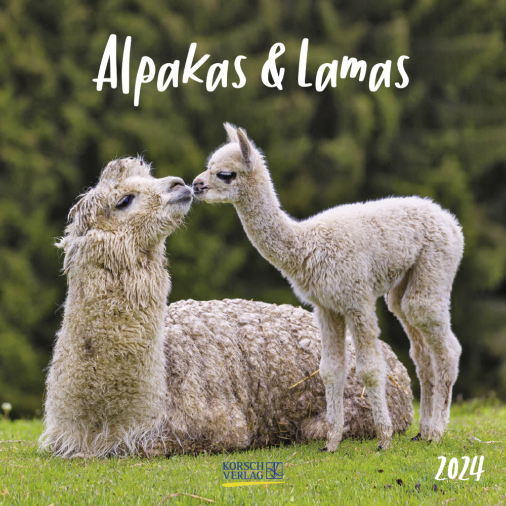 Cover: 9783731867852 | Alpakas und Lamas 2024 | Korsch Verlag | Kalender | Englisch Broschur