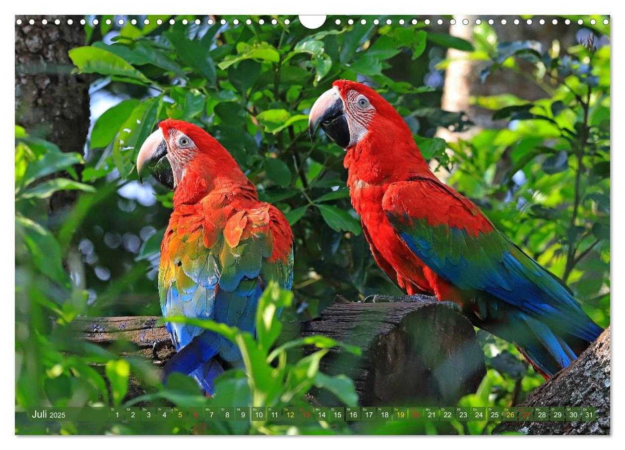 Bild: 9783435262809 | Aras im Pantanal (Wandkalender 2025 DIN A3 quer), CALVENDO...