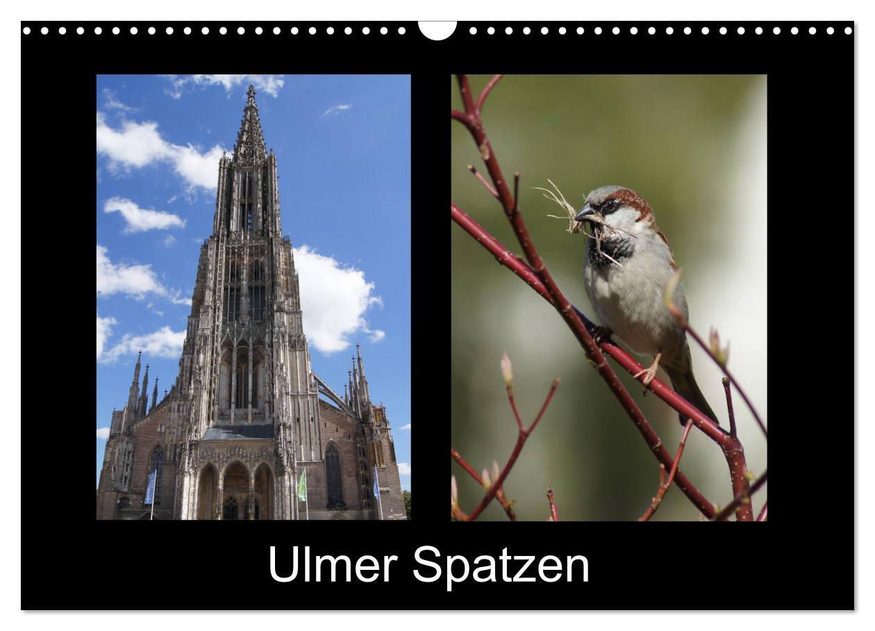 Cover: 9783675893924 | Ulmer Spatzen (Wandkalender 2024 DIN A3 quer), CALVENDO Monatskalender