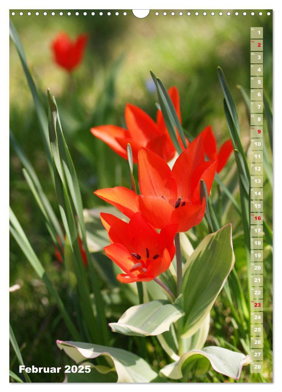 Bild: 9783435966134 | Bunte Tulpenpracht (Wandkalender 2025 DIN A3 hoch), CALVENDO...