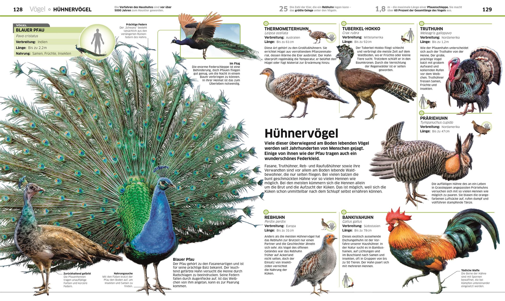 Bild: 9783831033409 | Wissen. Tiere | Die Tierwelt in spektakulären Bildern | John Woodward