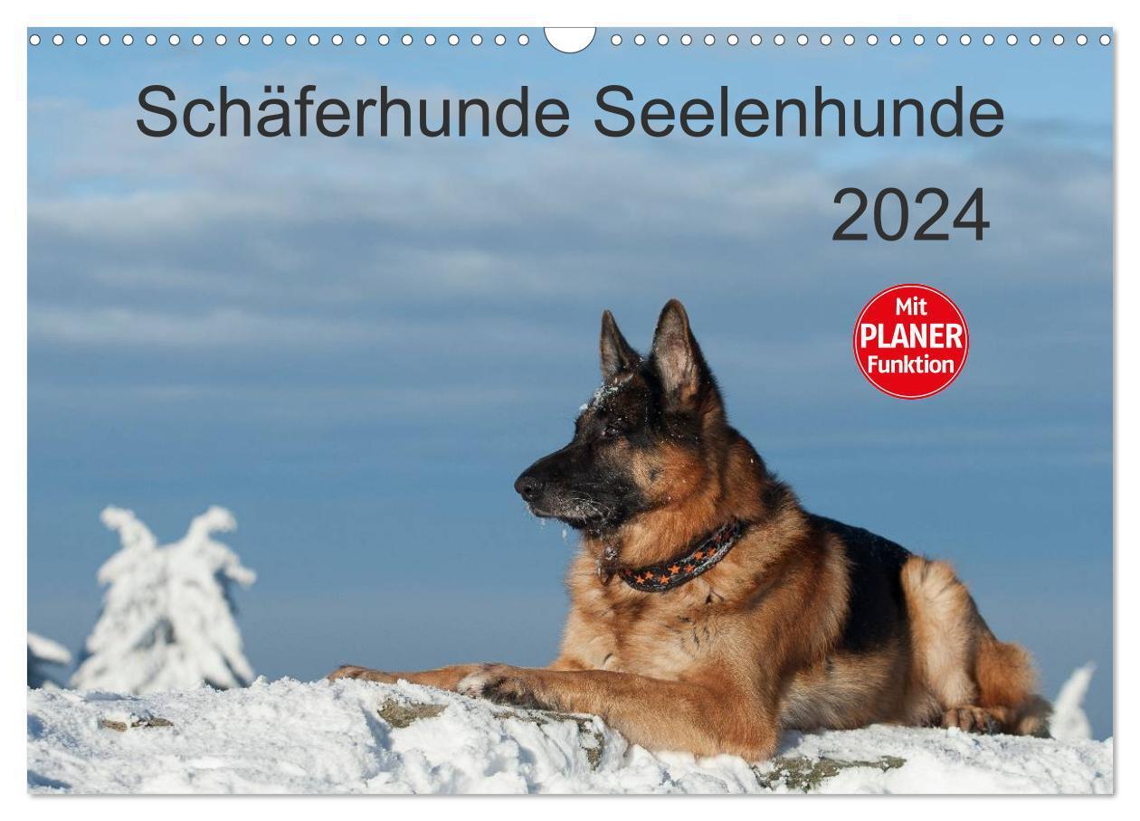 Cover: 9783383257759 | Schäferhunde Seelenhunde (Wandkalender 2024 DIN A3 quer), CALVENDO...