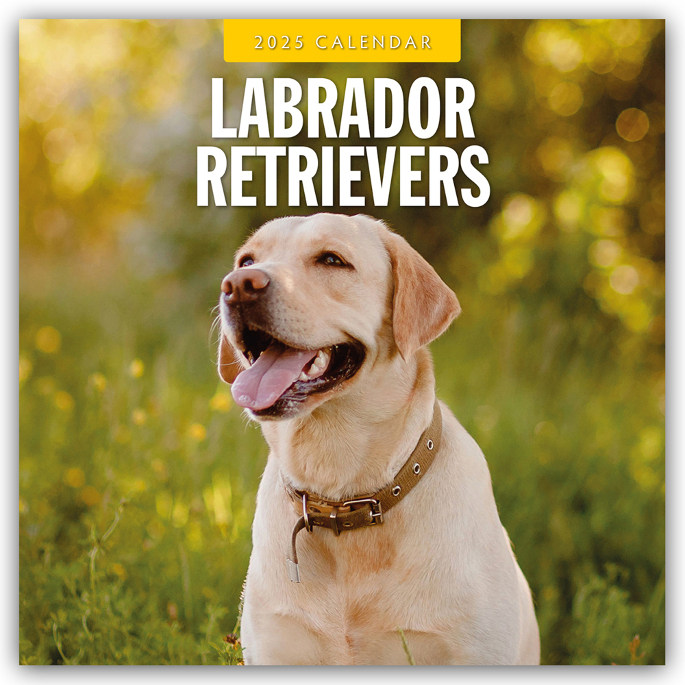 Cover: 9781804424810 | Labrador Retrievers - Labrador Retriever 2025 - 16-Monatskalender